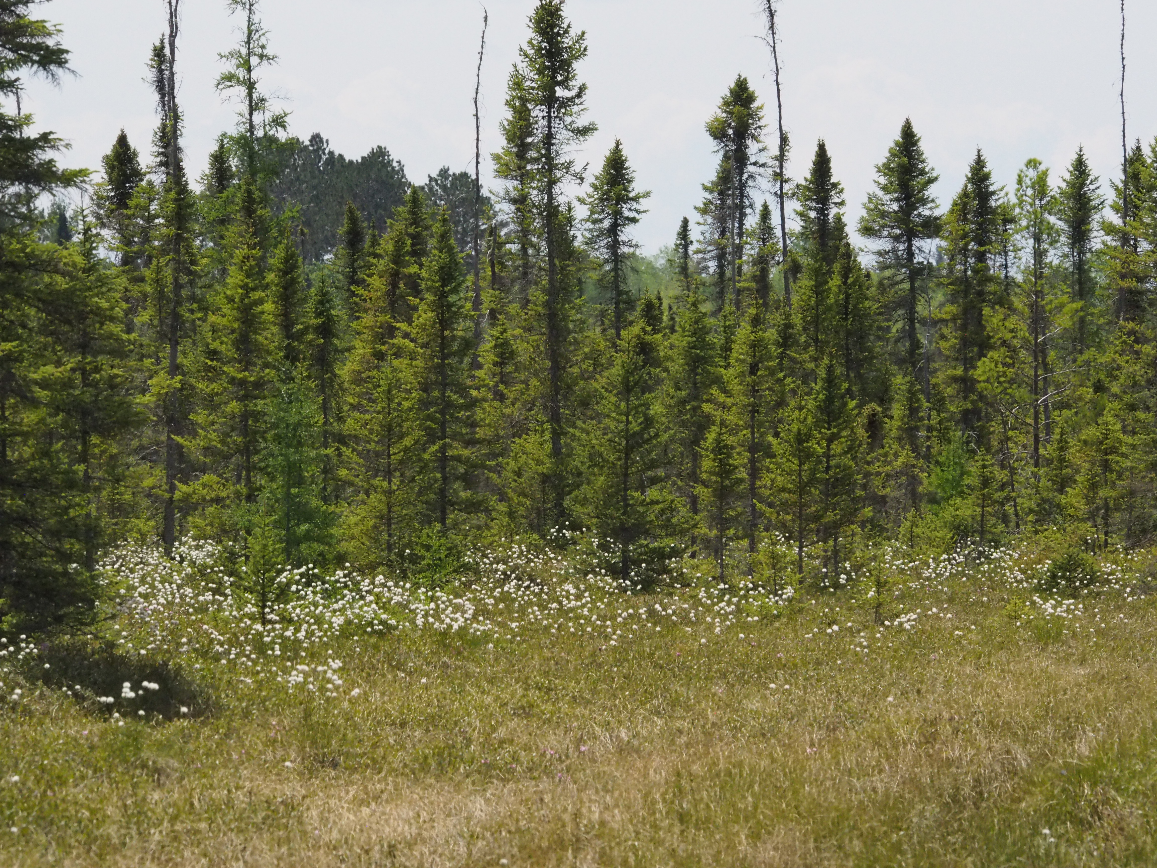 RIM Reforestation Forest Field