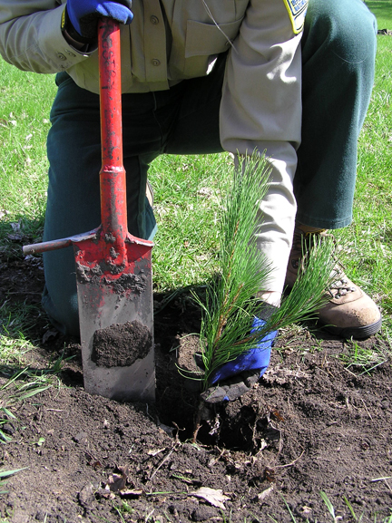 RIM Reforestation Seedling Planting