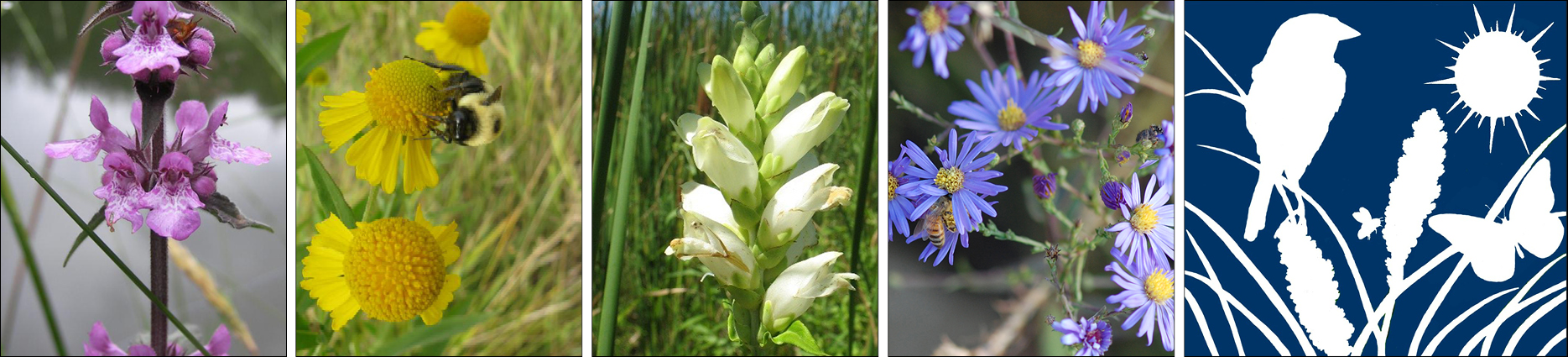 Pollinator collage with logo