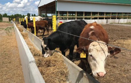 Cows grazing 