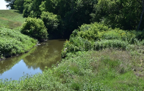 Grass, shrubs and trees border a creek