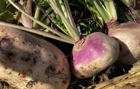 A large white turnip is at the left of the frame