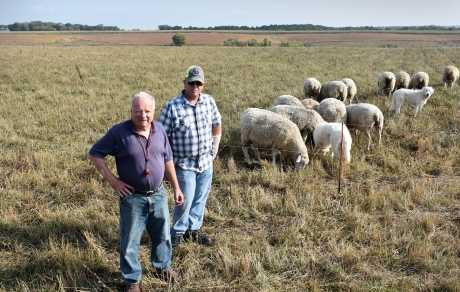 Two men stand in front of grazing sheep